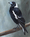 (CreativeWork) Australian Magpie by Janet Graham. Acrylic. Shop online at Bluethumb.