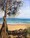 rocky beach in sunlight with pandanus