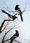 (CreativeWork) Magpies by Ying Li. Oil. Shop online at Bluethumb.