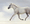 Grey horse running on light blue and white background 