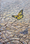 Monarch Butterfly over dry cracked earth