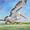 A close up of a pelican flying in Goolwa with Hindmarsh Bridge in the background