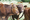 The warm brown cattle moving in line in the field.