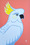 stylized portrait of  white cockatoo on coral background