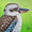 Kookaburra. Close-up portrait.