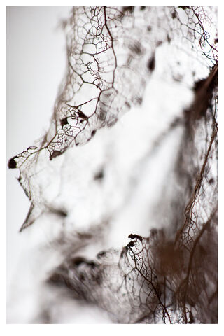 Botanical close up detail of leaf skeleton  in monochrome