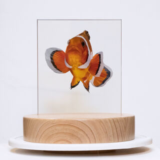 Clownfish reverse painted on glass 