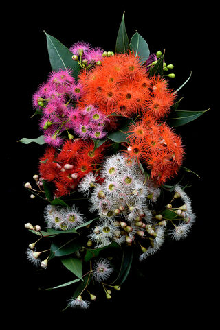 Pink, red, orange and white gum blossoms on a black background 