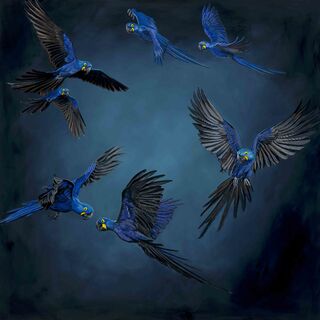 The painting has a square aspect ratio and features 7 hyacinth macaws that have been captured mid flight against a dark blue background.