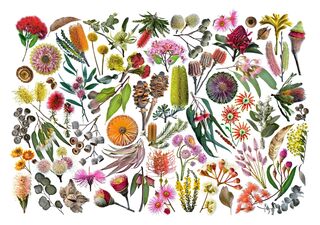 A photomontage of Australian nature on a white background 