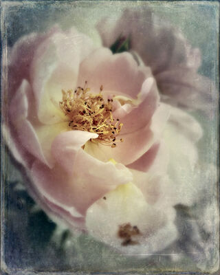 Close up of Belle Story pink rose with prominent stamens.  Romantic