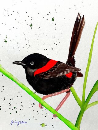 A Red-backed Fairywren perched on a grass.