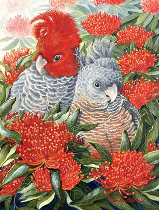 A pair of Gang Gang Cockatoos features in this painting. The male has a bright red crest and grey body feathers edged in white, with the grey feathers of the female bird also edged in white with some red, orange and yellow chest feathers. They are both nestled in the branches of a tree Waratah where they blend in perfectly with the bright red flowers and dark green glossy leaves.