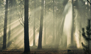 misty through the forest, beams of light