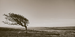 black and white photograph of single tree