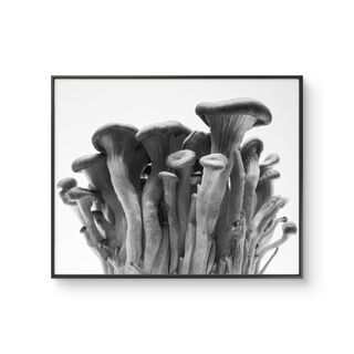 black and white photograph of mushrooms