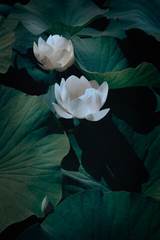 Two white lotus flowers and green leaves, gently reflected in dark water, creating a serene and tranquil garden scene