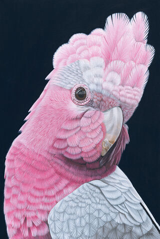 Rod - Galah Giclee Canvas Print by Anne-Marie Bloor