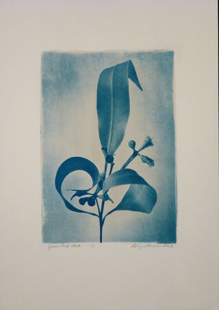 gum leaves and flowers old handmade print cyanotype