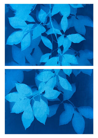 Image of branches of Prunus leaves in varying shades of blue. 