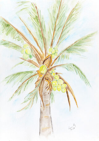 A study of coconuts hanging in the palm tree.