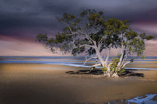 Lone tree on beach with outgoing tide.