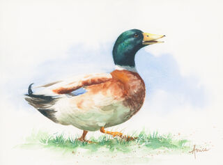 Duck with a bright green head, white collar, orange feet and chestnut chest walking on grass.