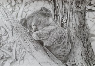 
realistic graphite drawing of a koala sitting in the bow of a tree