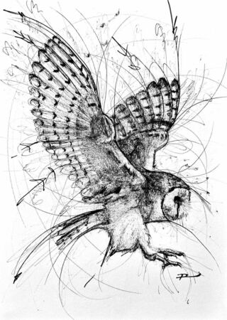 A barn owl drawing in semi continuous line work (scribble). The expressive line work exaggerating the movement of the flight. The owl itself is likely landing or hunting