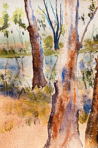 gum trees encasing the landscape by the river 