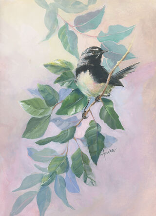  Willy Wagtail perched on a branch with lots of leaves