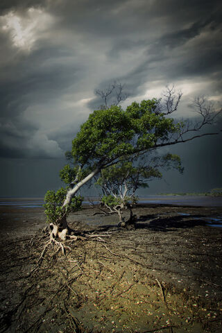 moody shot of a windswept tree on a beach on a cloudy day