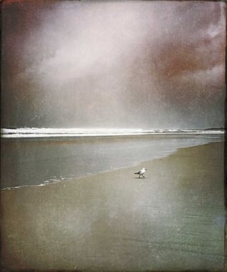 Seagull out for a stroll at Sharpes Beach Ballina dreamy colours.