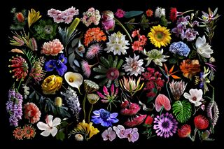 A photo-collage of colourful flowers on a black background 