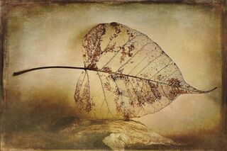 Skeletal leaf resting on driftwood on warm background.