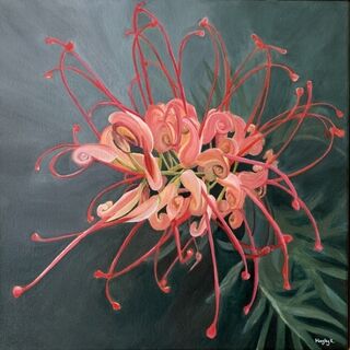 Pink and peach grevillea flower on an elegant silver grey painterly background. 