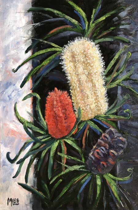 Botanical Illustration Giclée Print - Banksia coccinea | Australian Native top Plant | A3 | Limited Edition of 80