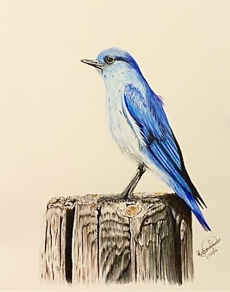 (CreativeWork) Blue Bird by Katina Prior. Drawing. Shop online at Bluethumb.