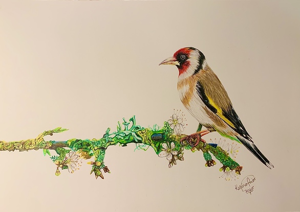 (CreativeWork) Gold Finch by Katina Prior. Drawing. Shop online at Bluethumb.