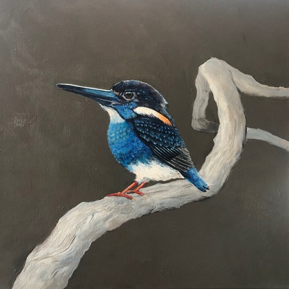 (CreativeWork) Blue-banded Kingfisher by Robert Rogers. Acrylic. Shop online at Bluethumb.