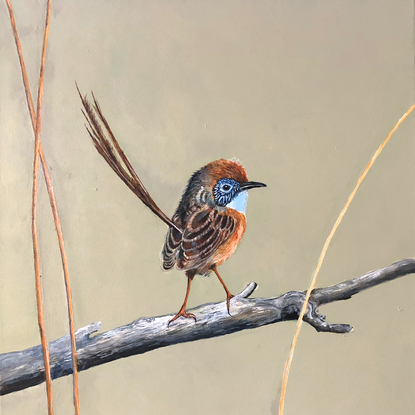 (CreativeWork) Mallee Scrub Wren by Robert Rogers. Acrylic. Shop online at Bluethumb.