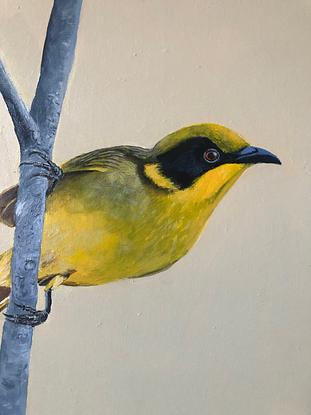 (CreativeWork) Yellow Tufted Honeyeater by Robert Rogers. Acrylic. Shop online at Bluethumb.