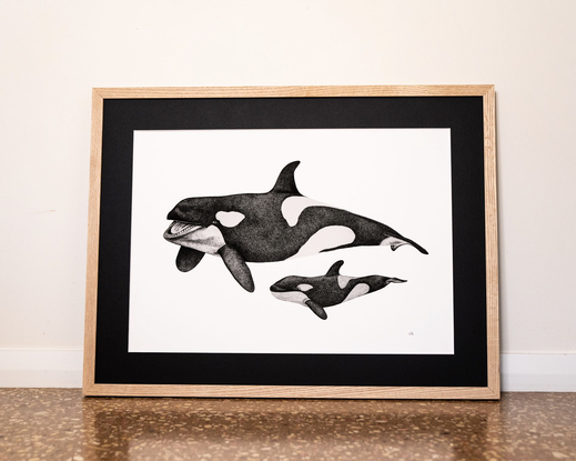 (CreativeWork) Orca and calf  (A3 Limited Edition Fine Art Print) Ed. 50 of 100 by Eleanor Killen. Reproduction Print. Shop online at Bluethumb.