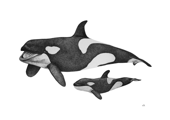 (CreativeWork) Orca and calf  (A3 Limited Edition Fine Art Print) Ed. 50 of 100 by Eleanor Killen. Reproduction Print. Shop online at Bluethumb.