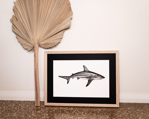 (CreativeWork) Reef Shark (A2 Limited Edition Fine Art Print)  Ed. 25 of 50 by Eleanor Killen. Reproduction Print. Shop online at Bluethumb.