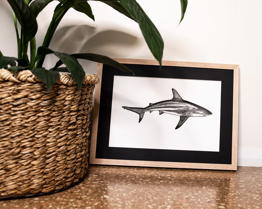 (CreativeWork) Reef Shark (A2 Limited Edition Fine Art Print)  Ed. 25 of 50 by Eleanor Killen. Reproduction Print. Shop online at Bluethumb.