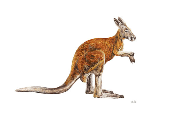 (CreativeWork) Kangaroo Print (A2 Limited Edition Fine Art Print) Ed. 25 of 50 by Eleanor Killen. Reproduction Print. Shop online at Bluethumb.