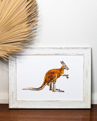 (CreativeWork) Kangaroo Print (A2 Limited Edition Fine Art Print) Ed. 25 of 50 by Eleanor Killen. Reproduction Print. Shop online at Bluethumb.