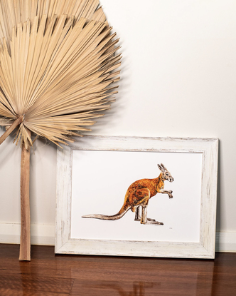 (CreativeWork) Kangaroo Print (A2 Limited Edition Fine Art Print) Ed. 25 of 50 by Eleanor Killen. Reproduction Print. Shop online at Bluethumb.