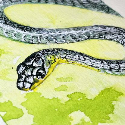 (CreativeWork) Common Tree Snake by Jo Lillicot. Watercolour. Shop online at Bluethumb.